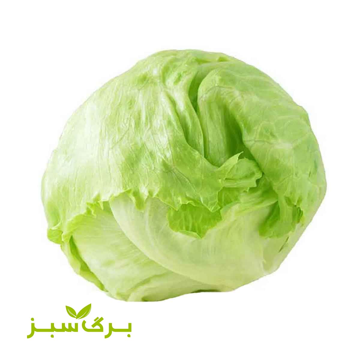 کاهو پیچ ( چینی ) پاک شده برگ سبز (وزن انتخاب کنید)