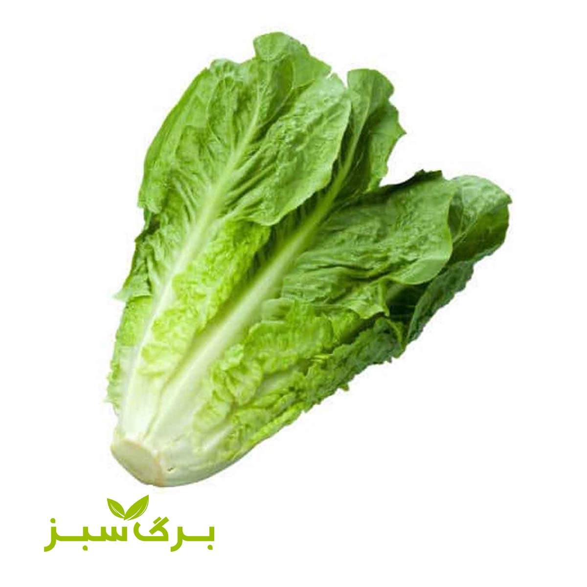 کاهو پاک شده ورامین برگ سبز (وزن انتخاب کنید)