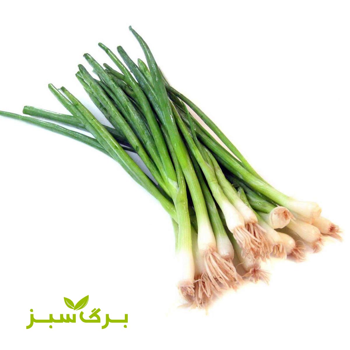 پیازچه اصفهان برگ سبز ( وزن انتخاب کنید )